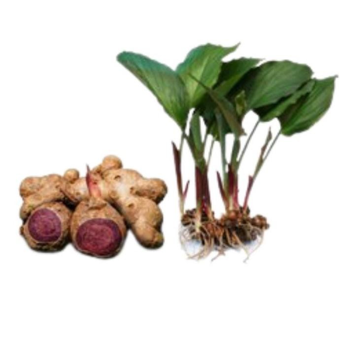 

Terlaris Readyy Bibit Tanaman Kunyit Hitam ( Curcuma Aeruginosa)