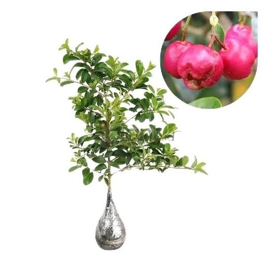 

Terlaris Bibit Jambu Air Lili Pili Lily Pily Artificial