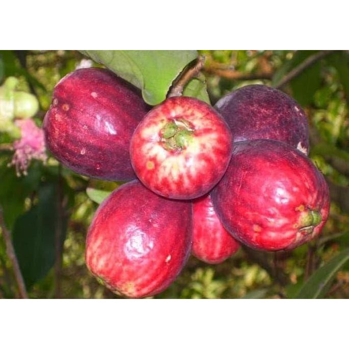 

Terlaris Ori Bibit Tanaman Buah Jambu Bol Jamaika #1