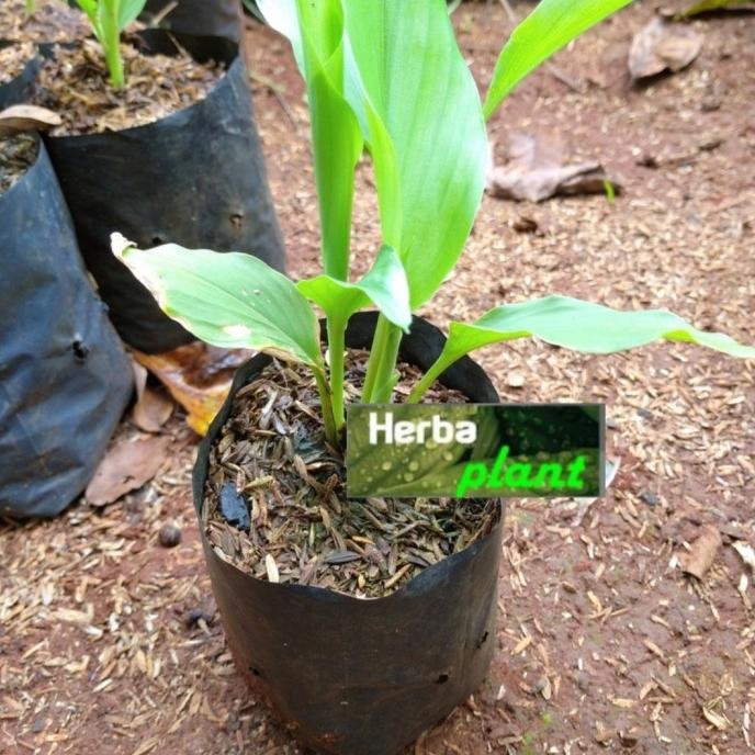 

Terlaris Rd Bibit Tanaman Temu Putih - Kunyit Putih (Obat Herbal)