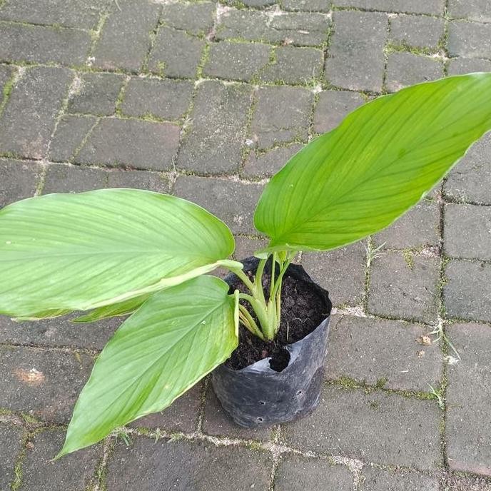 

Terlaris Bibit Kunyit Sayur Sudah Tumbuh Berakar