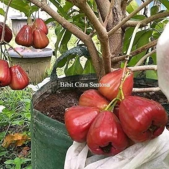 

Terlaris Bibit Tanaman Jambu Air Dalhari Cangkok Siap Berbuah Topm