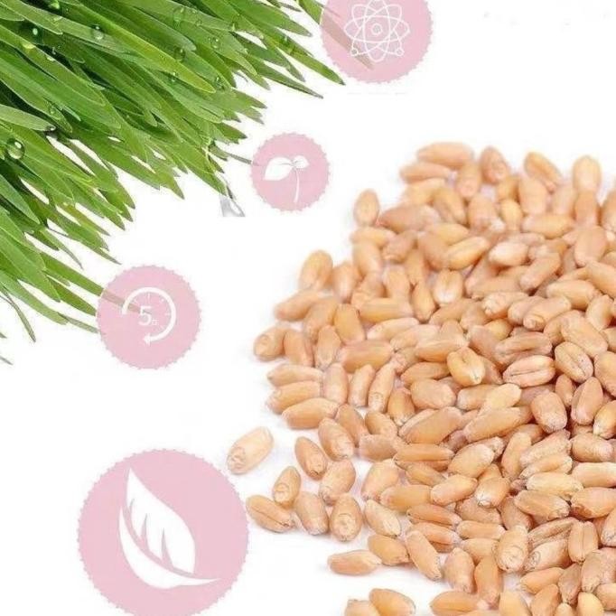 

Terlaris New Paket Rumput Kucing Cat Grass Wheatgrass Rumput Benih Gandum