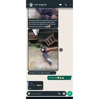Ht-12 Un04 Extrajp Jamu Burung Merpati Tinggian Merpati Kolong Merpati Balap Extra Jp 1 Botol Isi 12