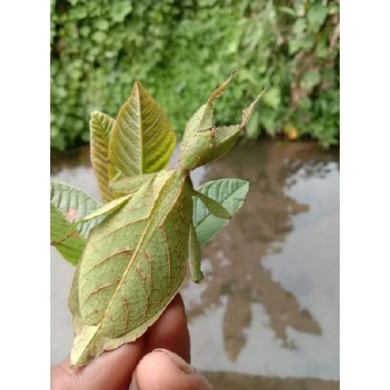 belalang daun betina induk hidup 1 ekor