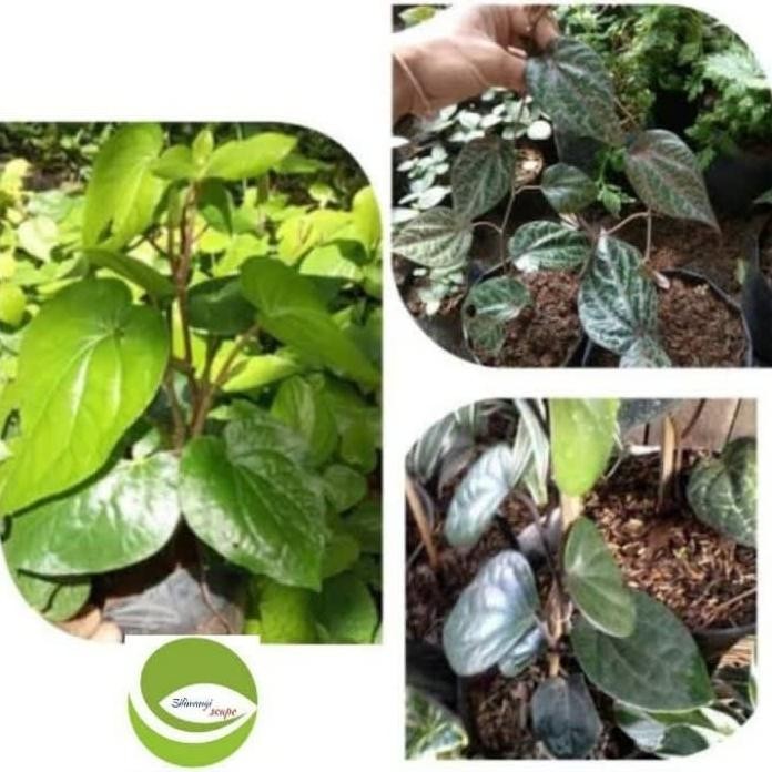 

Terlaris Terlaris Paket 3 Bibit Tanaman Daun Sirih Merah Hijau & Latrwi 3314Jp