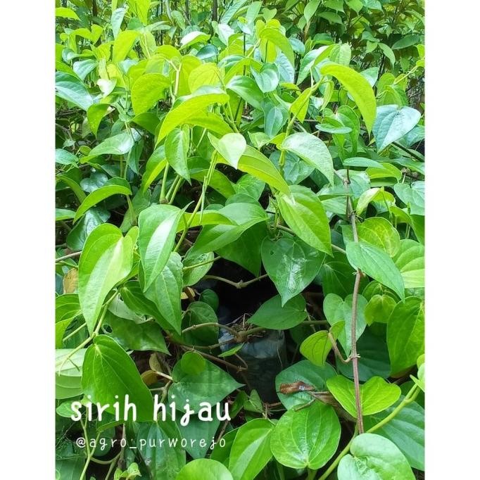 

Terlaris Ready Berat 250Gr - Bibit Tanaman Sirih Hijau (Herbal Alami) - Berdaun Lebat