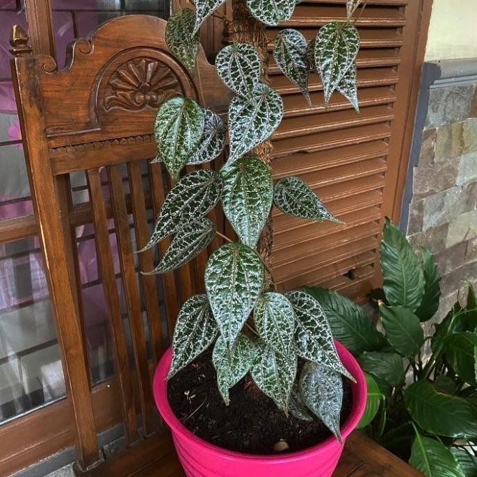 

Terlaris Bibit Tanaman Sirih Merah Dalam Pot Cantik - Tanaman Dalam Pot Premium