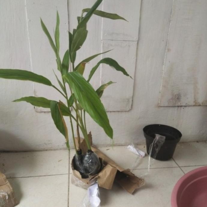 

Terlaris Ready Terlaris Bibit Tanaman Obat Herbal Kunyit Kuning / Kunir