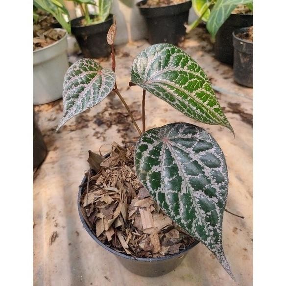 

Terlaris Bibit Sirih Merah - Tanaman Herbal Piper Ornm Barang Super