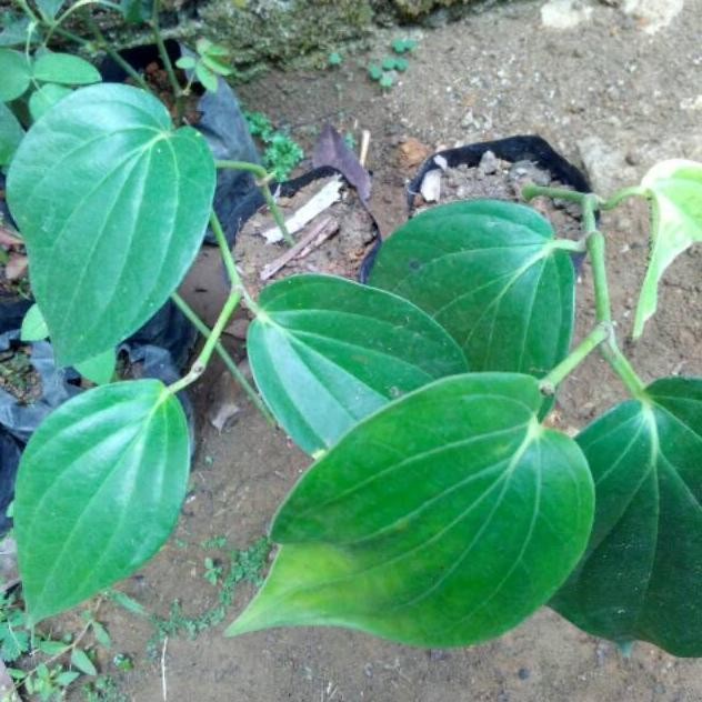 

Terlaris Bibit Sirih Hijau Unggul