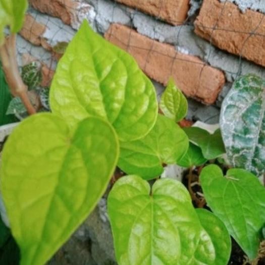 

Terlaris Bibit Sirih Hijau Tanaman Sirih Hijau Herbal