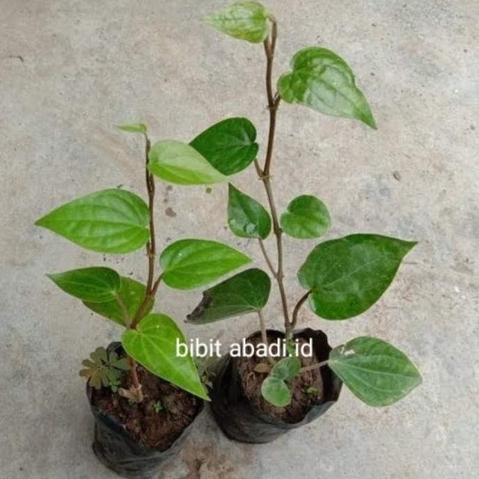

Terlaris Hemat ! Bibit Tanaman Herbal Daun Sirih Hijau Siap Tanam(Beli 5 Gratis 1) Original