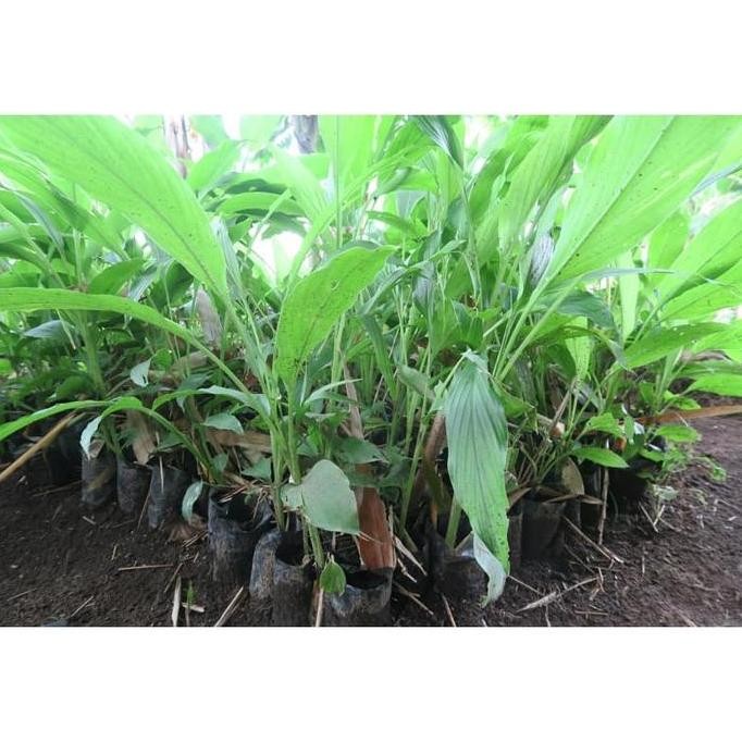 

Terlaris Bibit Kunyit/ Kunir