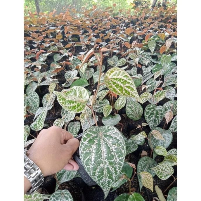 

Terlaris Bibit Daun Sirih Merah Herbal Kaya Akan Manfaat Asli Dqqheg 4577De