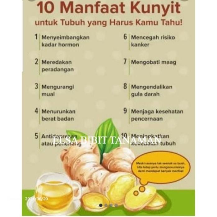 

Terlaris Bibit Kunyit Kuning Buat Masak (Beli 5 Gratis 1)