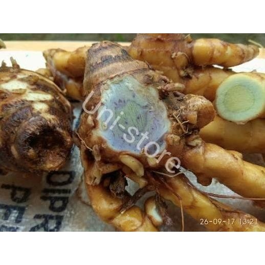 

Terlaris Mur.4H 1Kg Temu Hitam Segar / Ireng/Koneng Hideung Kunyit Herbal Bibit Benih