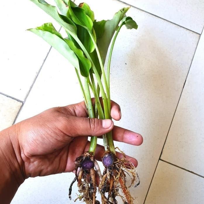 

Terlaris Bibit Kunyit Hitam Obat Penyakit Kista