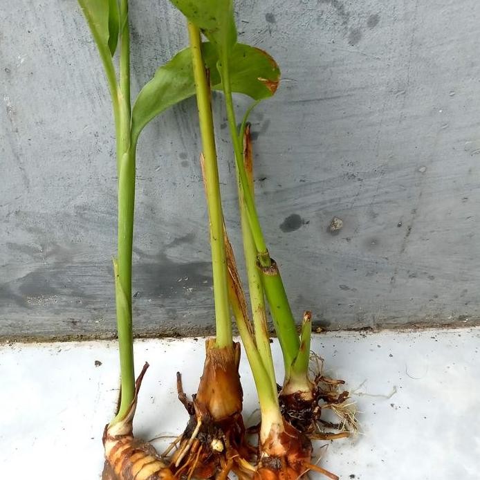 

Terlaris Bibit Kunyit Kuning Herbal Siap Tanam