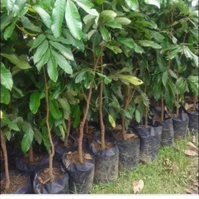 bibit pohon rambutan binjay cangkok UNGGULAN
