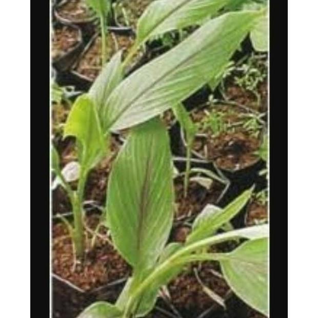 

Terlaris Kukuring Bibit Kunyit Putih ( Curcuma Zedoaria )