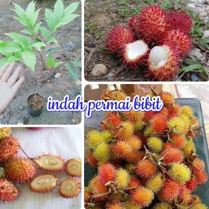 bibit tanaman rambutan antalagi super unggul UNGGULAN