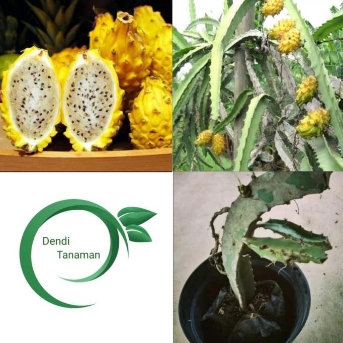 Bibit Tanaman Buah Naga Kuning / Pohon Naga kuning AZO