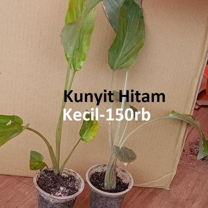 

Terlaris Bibit Kunyit Hitam Kecil - Kaempferia Parviflora - Kra Chai Dum