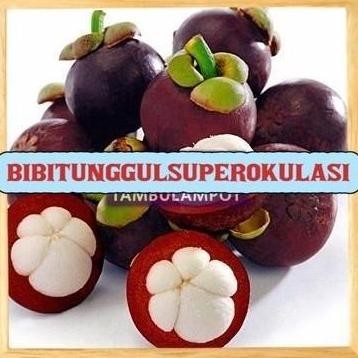 BARU DATANG Bibit Tanaman Buah manggis biji kecil Okulasi Stek Cangkok