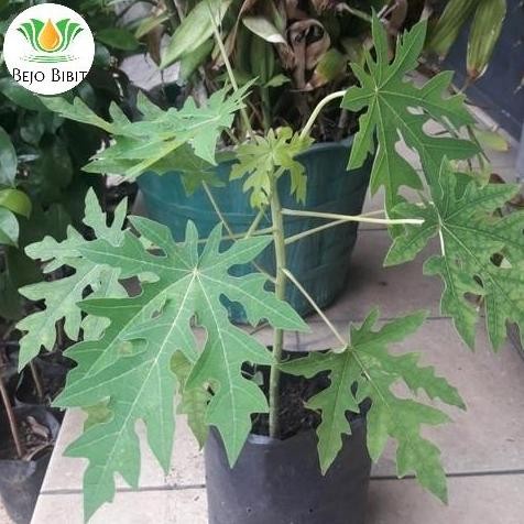 Bibit Pepaya California(Hasil Benih IPB-9) | Pohon Tanaman Buah Pepaya