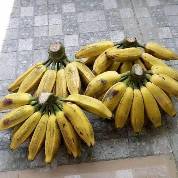 bibit pisang kepok kuning super UNGGULAN