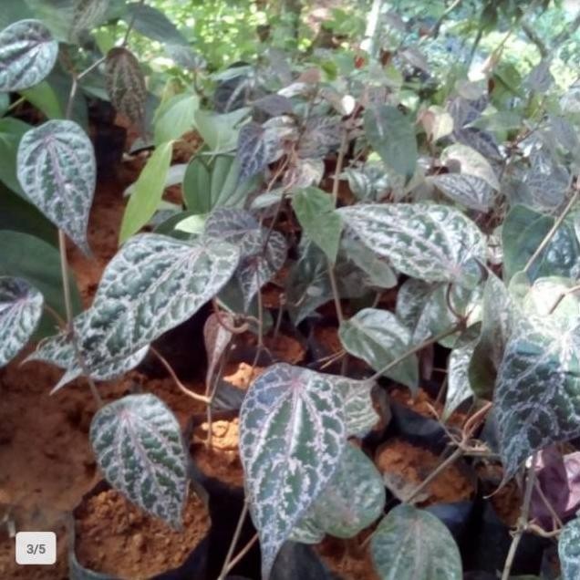 

Terlaris Bibit Daun Sirih Merah