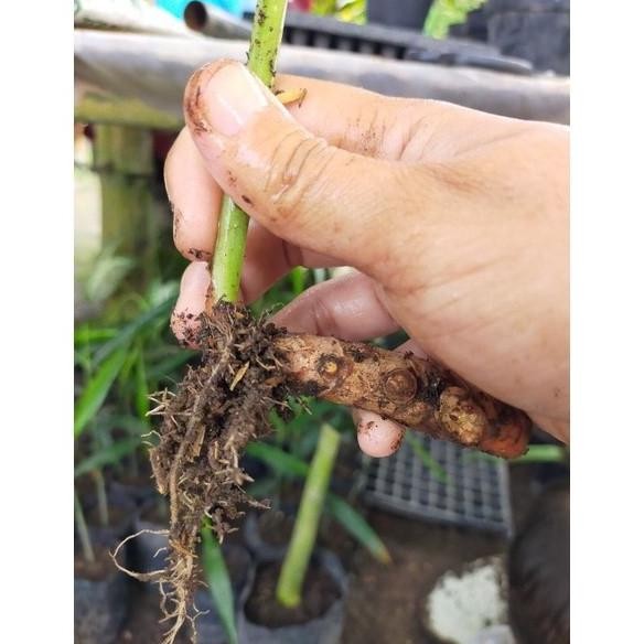 

Terlaris Bibit Tanaman Kunyit Siap Tanam Kiwsri 9454Fp