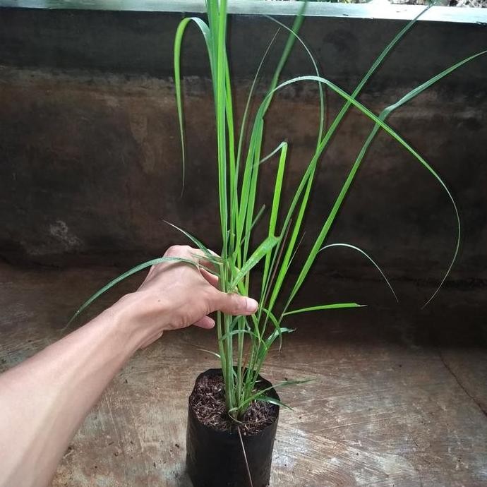 

Terlaris Sereh Bumbu Dapur | Bibit Pohon Sereh | Tanaman Sereh Bumbu Dapur