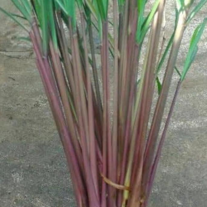 

Terlaris Bibit Sereh Merah Wangi 5 Btg