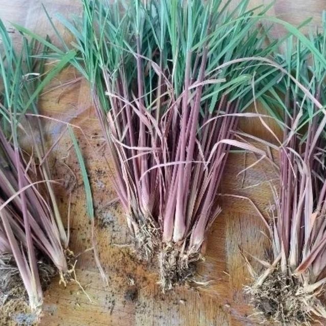 

Terlaris Bibit Sereh Wangi Sereh Merah