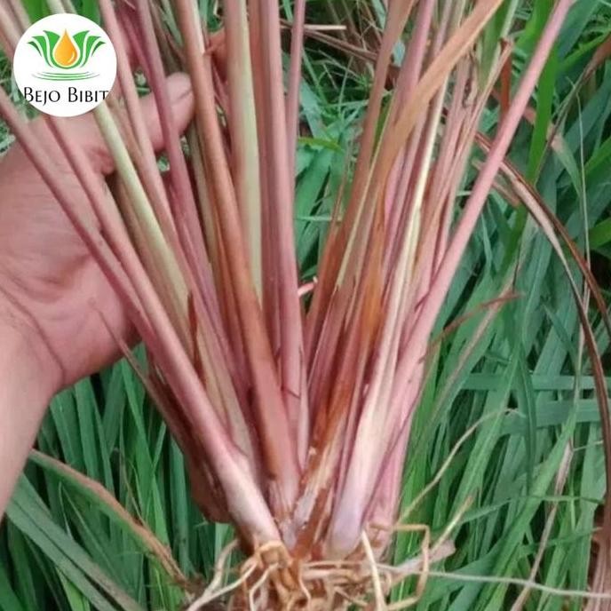 

Terlaris Tanaman Herbal Sereh Merah | Bibit Sereh Merah | Pohon Herbal Sere