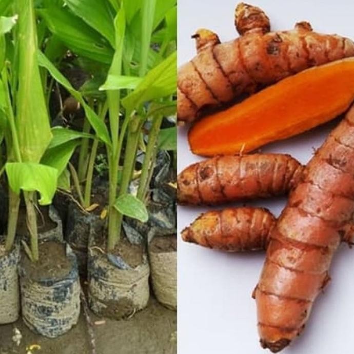 

Terlaris Bibit Tanaman Kunyit Daun Kunyit Bumbu Masak Dan Herbal