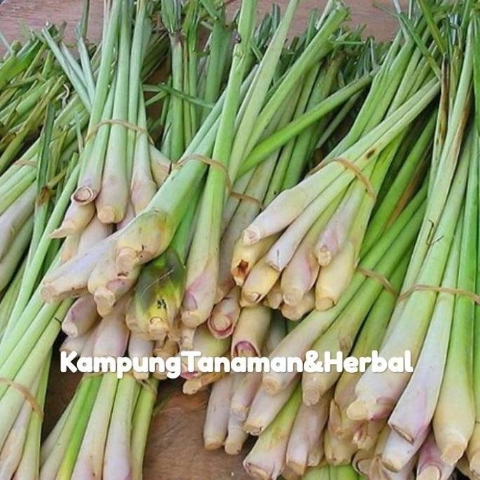

Terlaris Bibit Tanaman Sereh Sayur/Bumbu Dapur