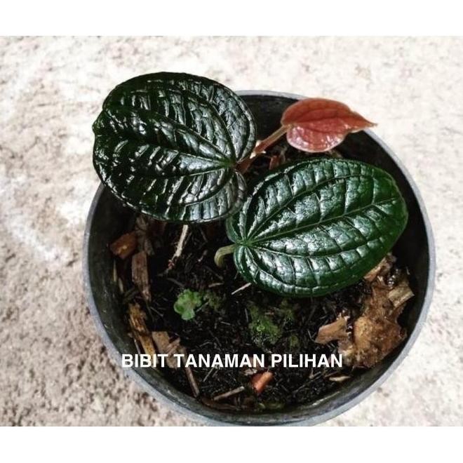 Terlaris Bibit Sirih Hitam Asli Herbal Wulung Tanaman Obat