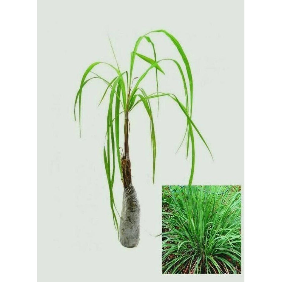 

Terlaris Ready 10 Bibit Tanaman Sereh Wangi Banyak Khasiat Bibit / Biji / Benih