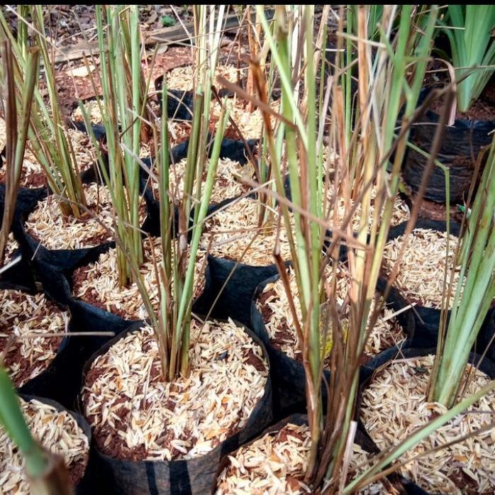 

Terlaris Pohon Sereh Putih/Bibit Tanaman Sereh Sayur/Bibit Sereh Masak/Sereh