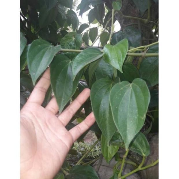 

Terlaris Bibit Daun Sirih Hijau Stek Konco Tani ! Bibit Daun Suruh Hijau Asal