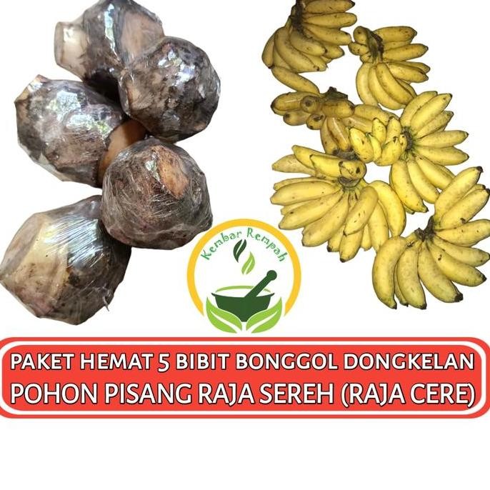 

Terlaris Paket Hemat 5 Bibit Bonggol Dongkelan Pohon Pisang Raja Sereh Super