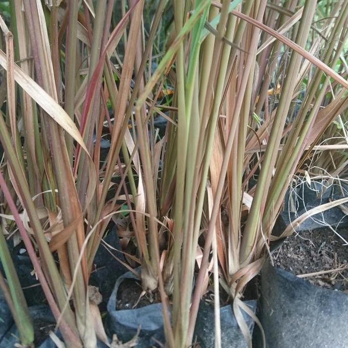 

Terlaris Bibit Sereh Merah Murah