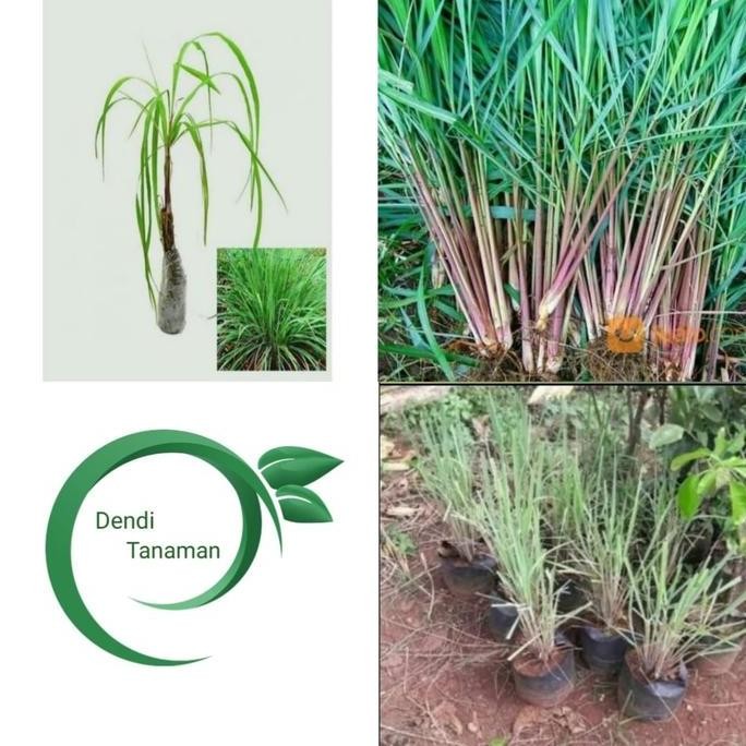 

Terlaris Bibit Tanaman Sereh Wangi Merah/Pohon Serai Merah