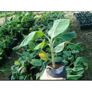 

Terlaris 10 Bibit Pisang Raja Sereh Unggul