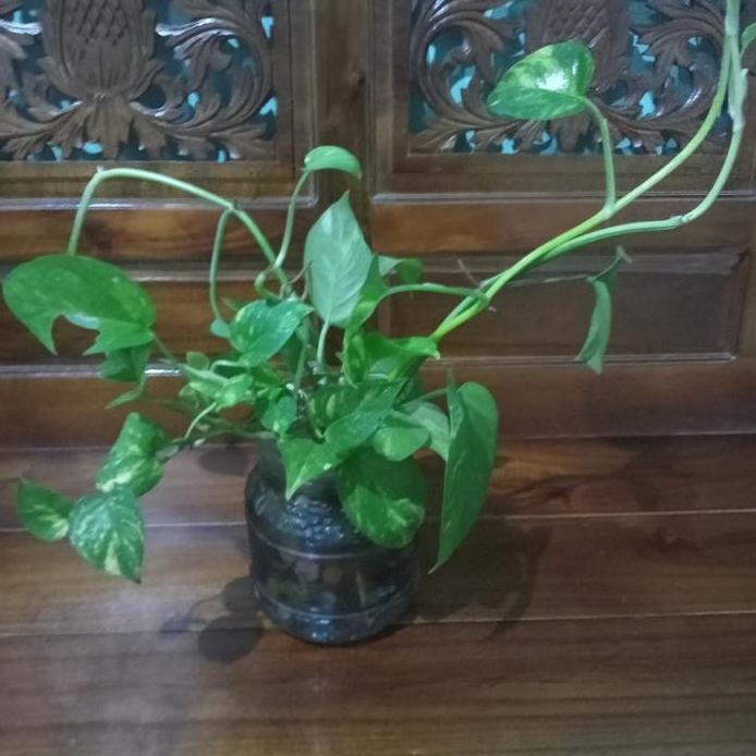 

Terlaris 1 Bibit- Tanaman Rambat Sirih Gading Penyerap Polusi Indoor Outdoor