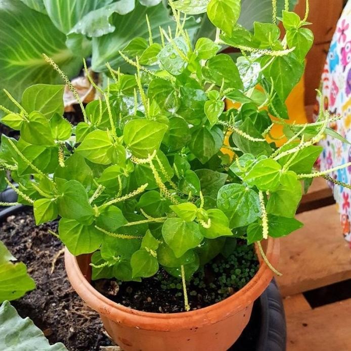 

Terlaris Bibit Herbal Daun Suruhan / Sirih Cina / Bawang Bawangan Ketumpang Air