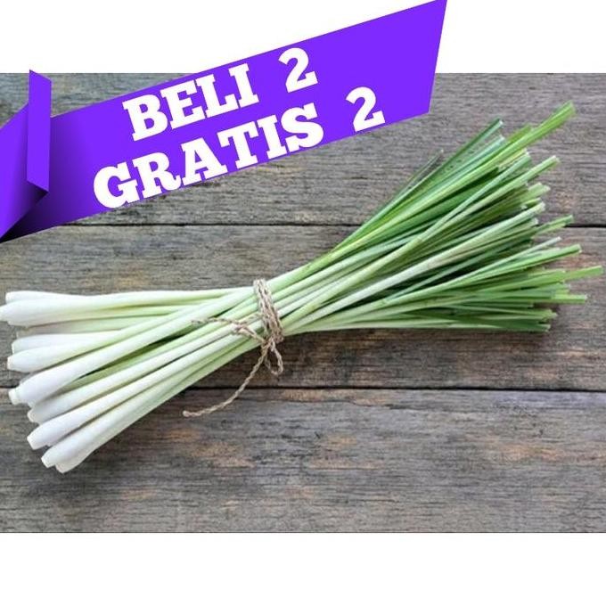 

Terlaris Bibit Sereh Dapur/ Sereh Bumbu Masak